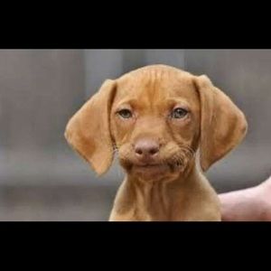 Meet your Posher, Aliya